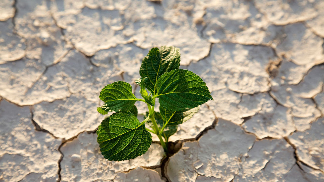 Investing in Growth Amidst Uncertainty: The Key to Thriving Leaders